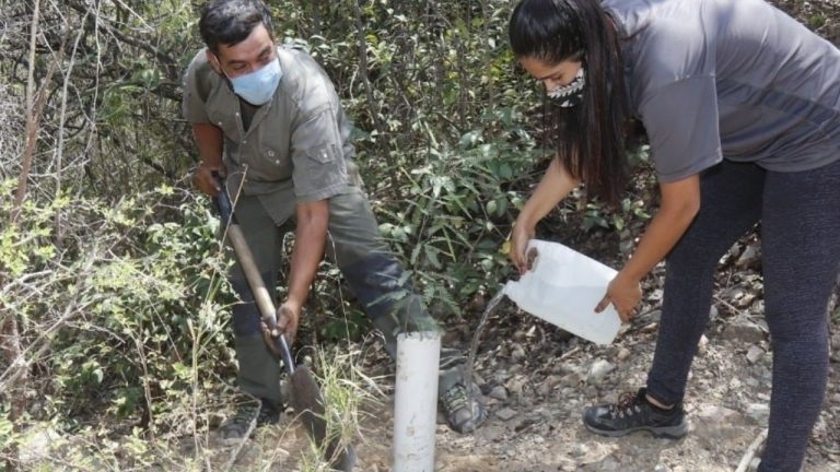 Reforestación del AP1